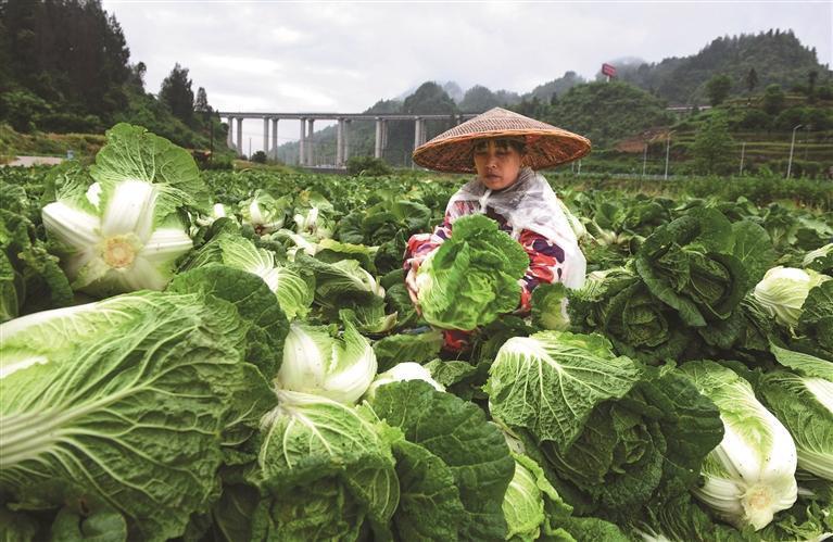 订单蔬菜助力乡村振兴